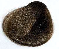 Intense Dark Blond 6.00