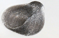 Intense Very Light Ash Brown 9.11